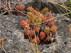 Sedum album
