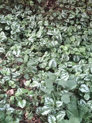 Lamium galeobdolon argentatum