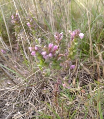 Odontites vernus