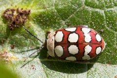 Alagoasa decemguttata