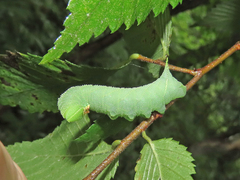 Paonias excaecata