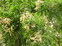 Thouinidium decandrum