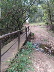 Hedychium coronarium
