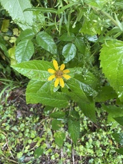 Heliopsis