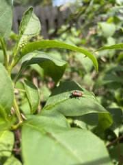 Lygaeus kalmii