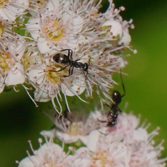 Formicinae