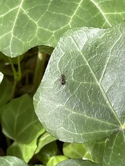 Lasius