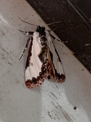 Eudryas unio