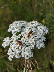 Rhagonycha fulva