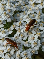 Rhagonycha fulva
