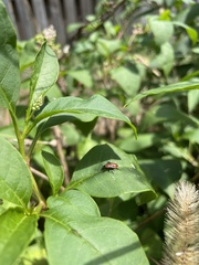 Lygaeus kalmii