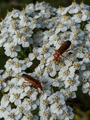 Rhagonycha fulva