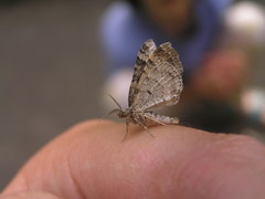 Xanthorhoe ferrugata