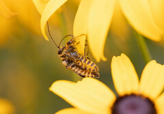 Chauliognathus pensylvanicus