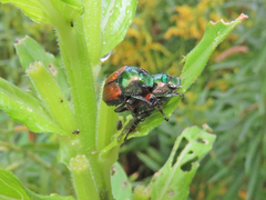 Popillia japonica