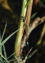 Ischnura fountaineae