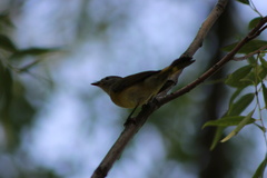Setophaga ruticilla