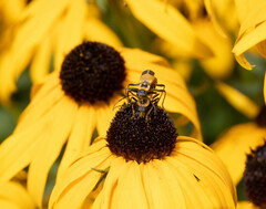 Chauliognathus pensylvanicus