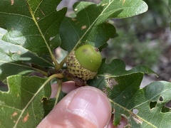 Quercus gambelii