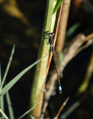 Ischnura fountaineae