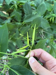 Vincetoxicum rossicum
