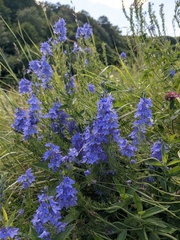 Veronica teucrium