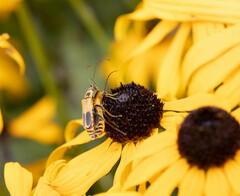 Chauliognathus pensylvanicus