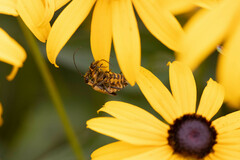 Chauliognathus pensylvanicus