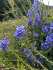 Veronica teucrium