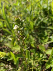 Euphrasia