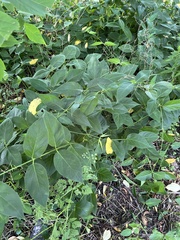 Vincetoxicum rossicum
