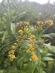 Solidago rugosa