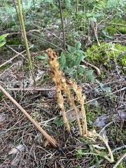 Monotropa hypopitys