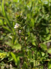 Euphrasia