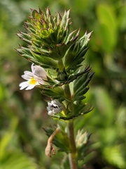 Euphrasia