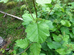 Alnus incana