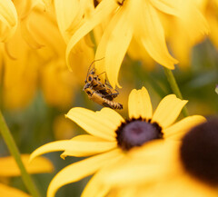 Chauliognathus pensylvanicus