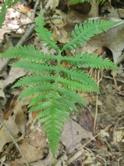 Phegopteris