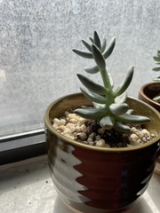 Pachyphytum compactum