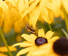 Chauliognathus pensylvanicus