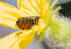 Megachile mendica
