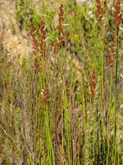 Elegia tectorum