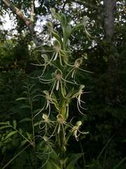 Habenaria lucaecapensis