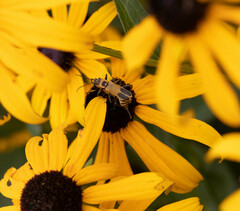 Chauliognathus pensylvanicus