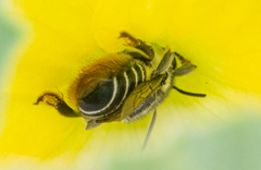 Megachile mendica