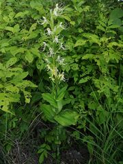Habenaria lucaecapensis