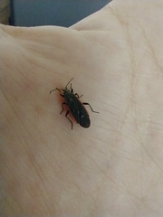 Melacoryphus lateralis