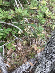 Lomatium howellii