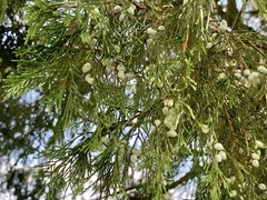 Juniperus mucronata