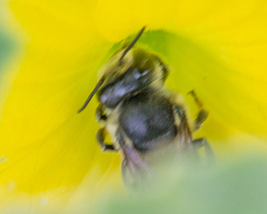 Megachile mendica